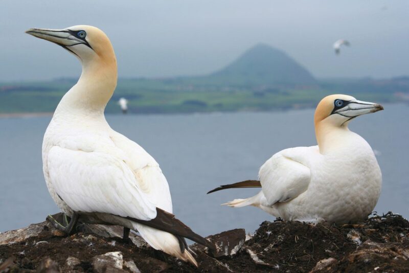 Gannet