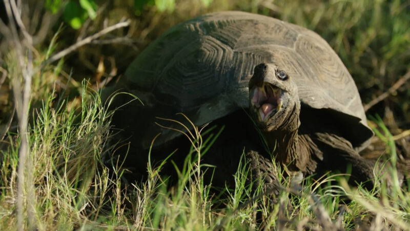 Giant Turtle