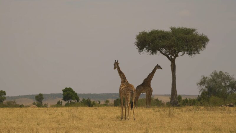 Giraffe Habitat