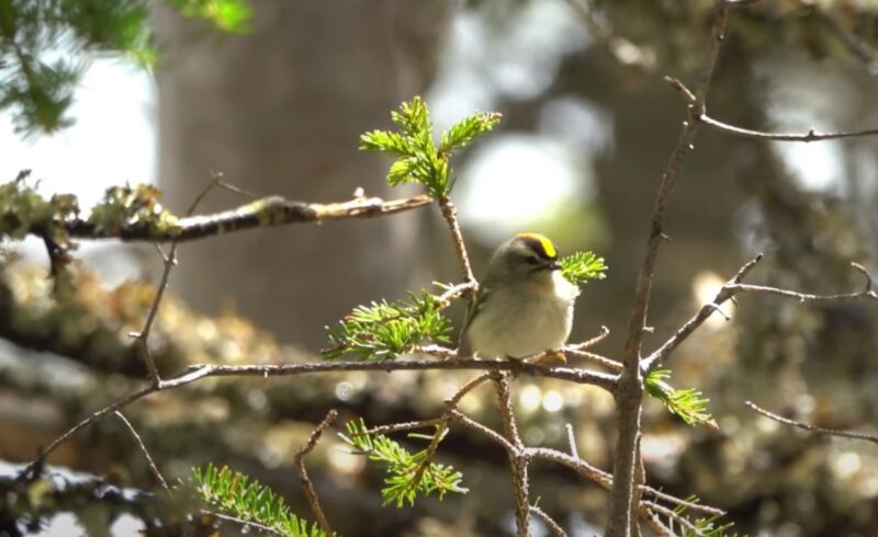 Golden-Crowned Kinglet