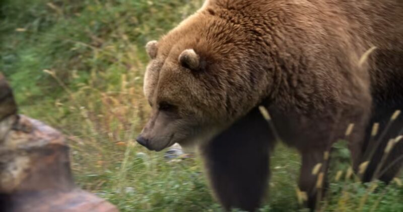 Grizzly Bear