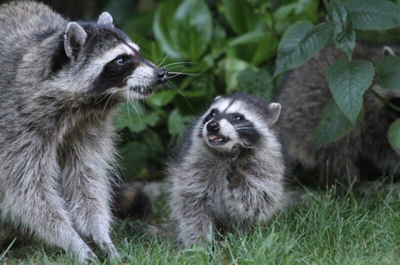 Habitat and Natural Environment - Raccoons