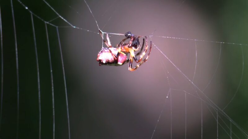 Harvesting Spider Silk