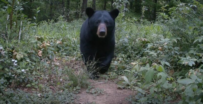 How Black Bear Run