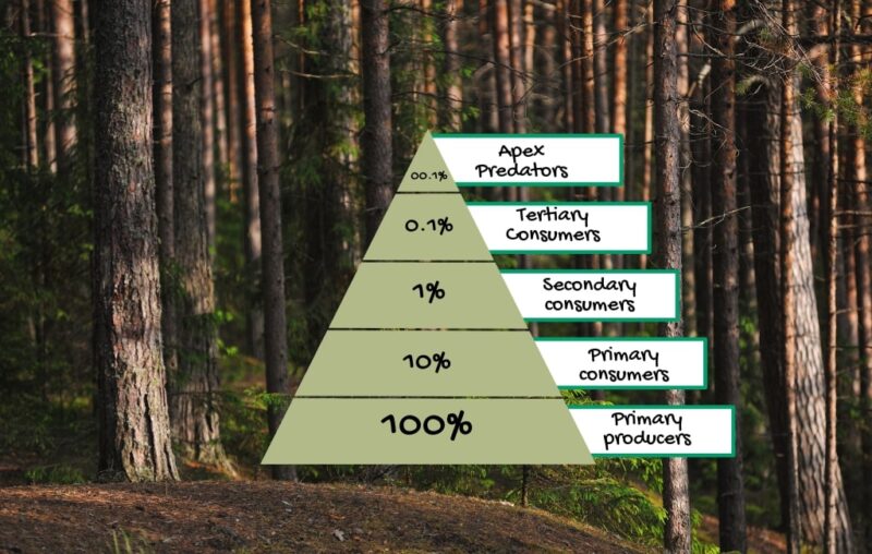 Interconnections and Trophic Levels TAIGA FOOD WEB