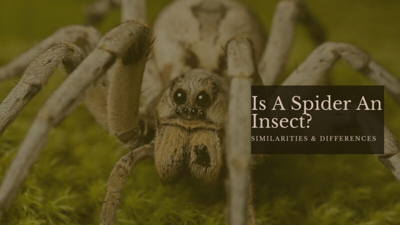 Is a spider insects