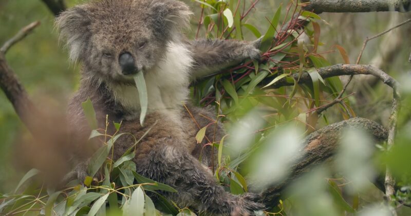 Koalas are Affected by Climate Change