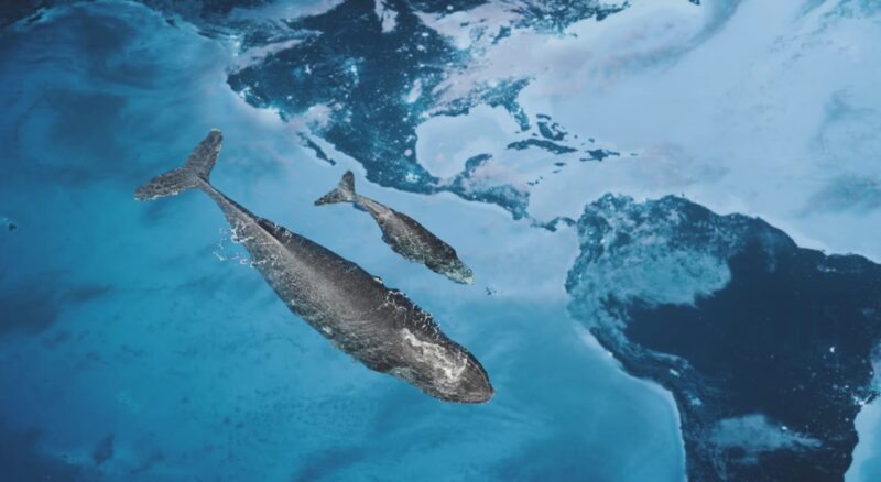 LARGEST WHALES OF NORTH AMERICA