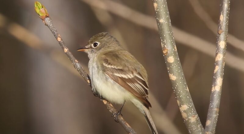 Least Flycatcher