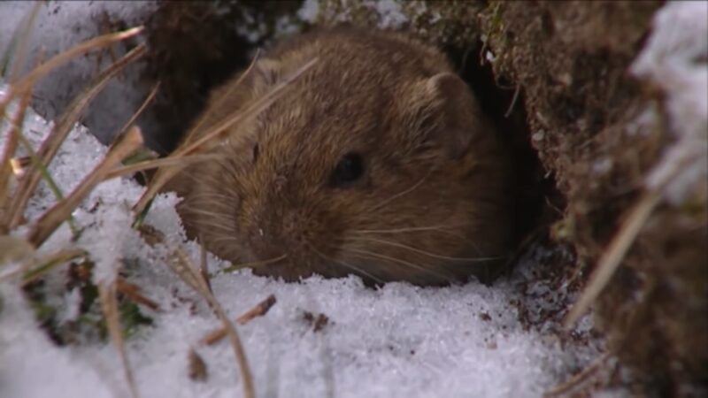 How is climate change affecting the Arctic's smallest mammal, the lemming?