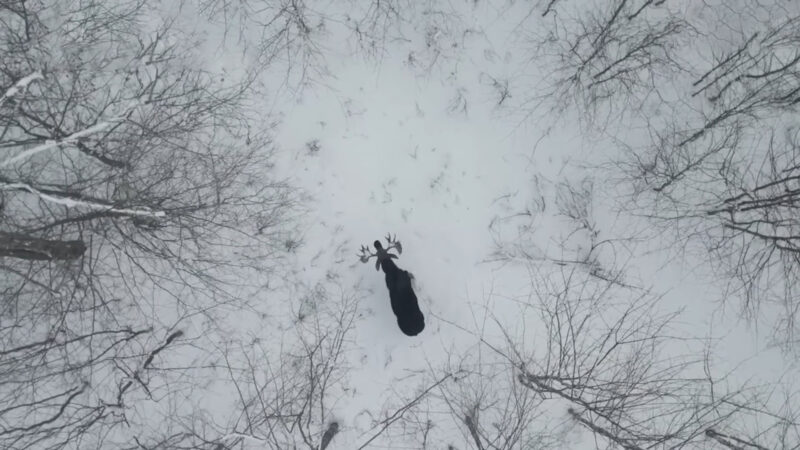 Moose shedding antlers