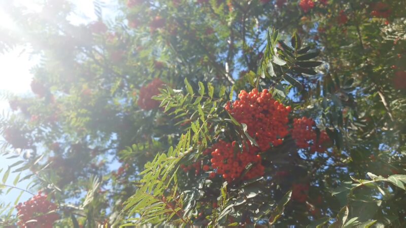 Mountain Ash