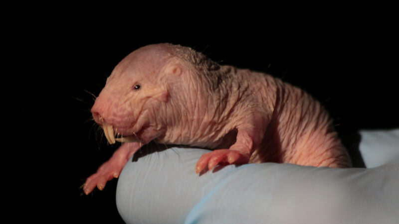 Naked mole-rat