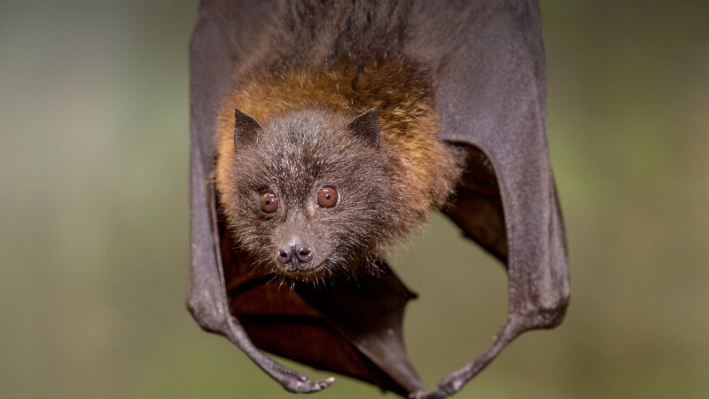 Naked-backed Fruit Bat