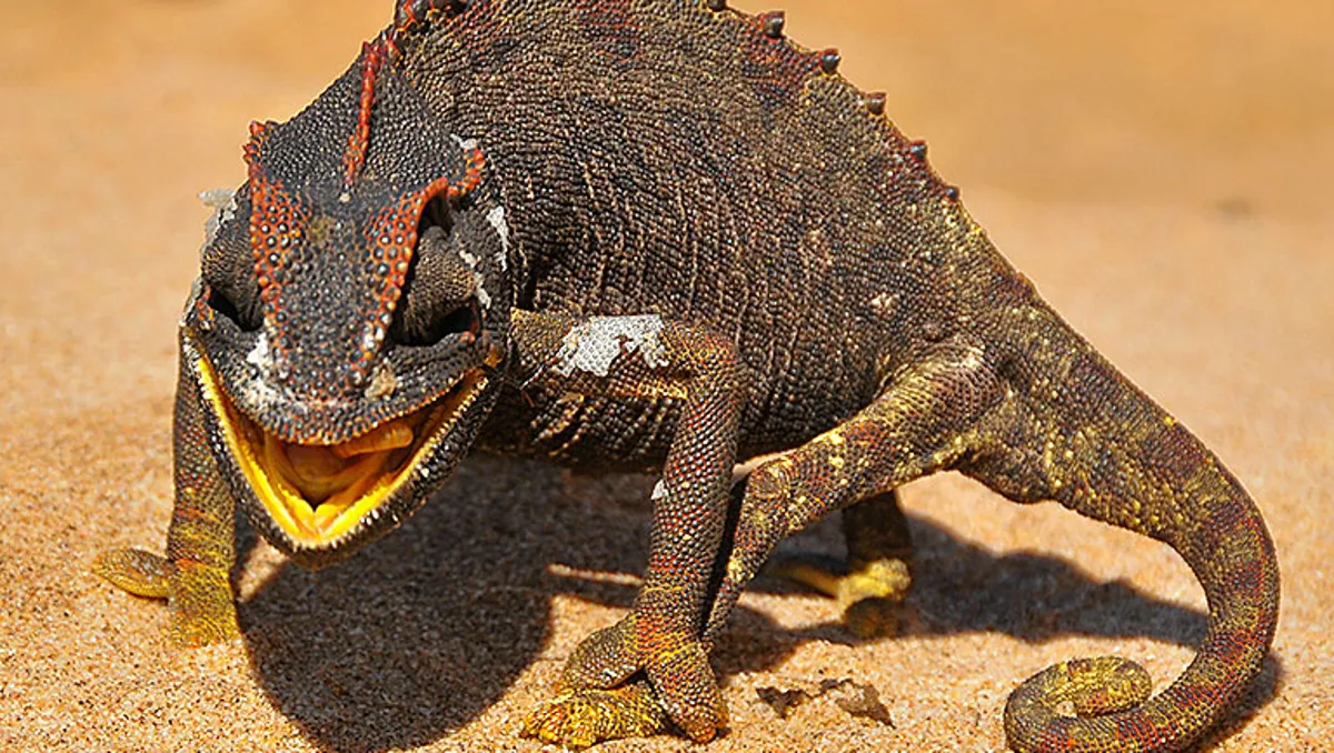 Namaqua Chameleon