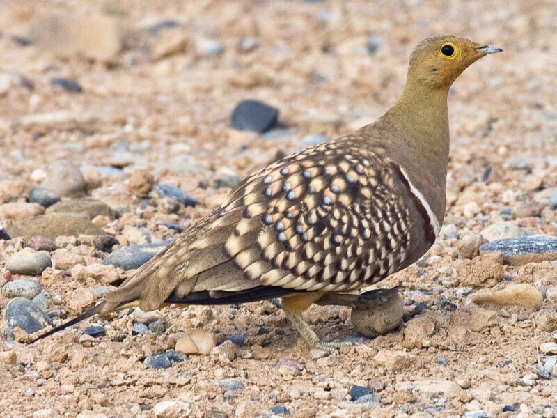 Namaqua Sandgrouse