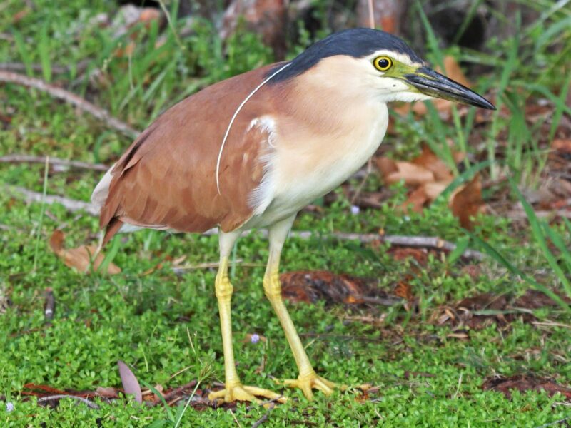 Nankeen Night Heron