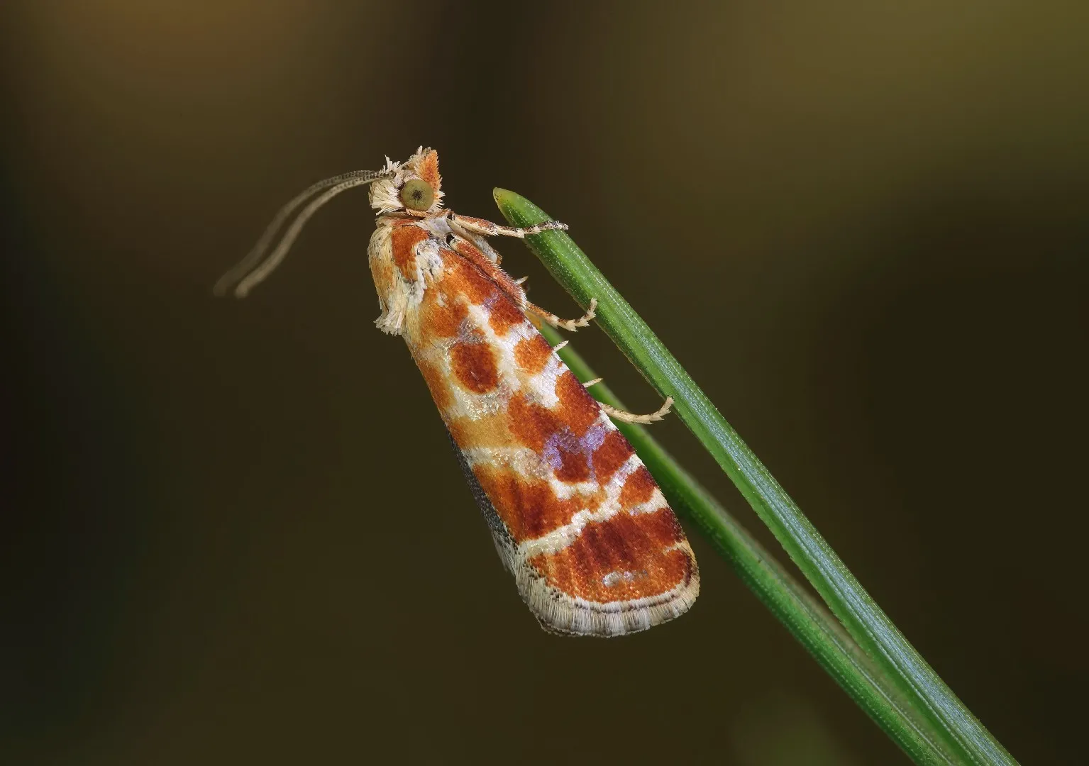 Nantucket Pine Tip Moth