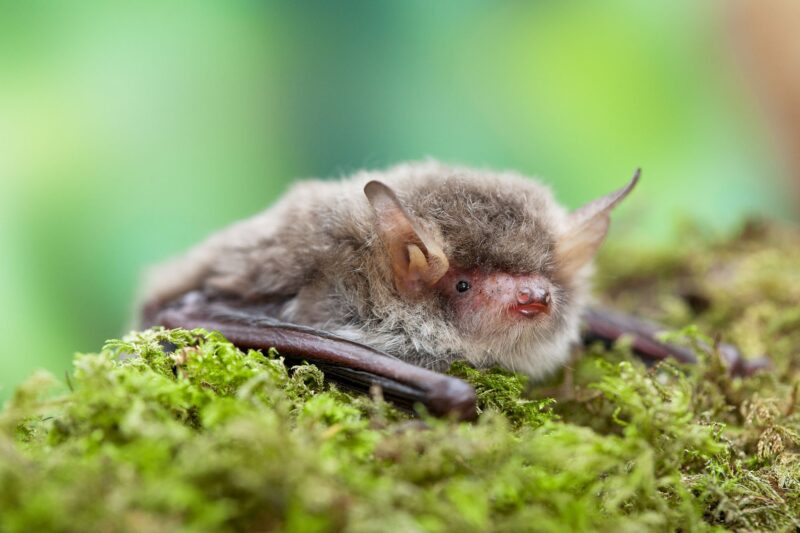 Natterer's Bat