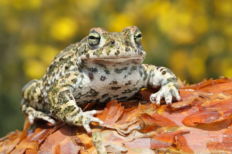 Natterjack Toad