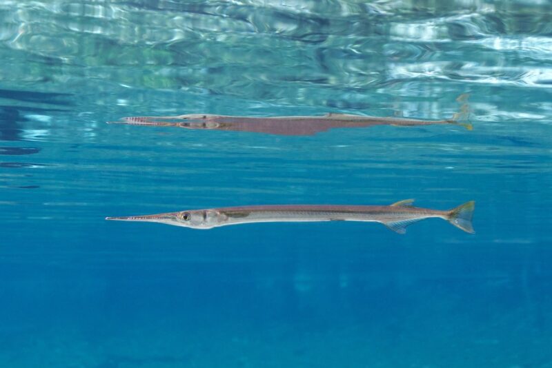 Needlefish