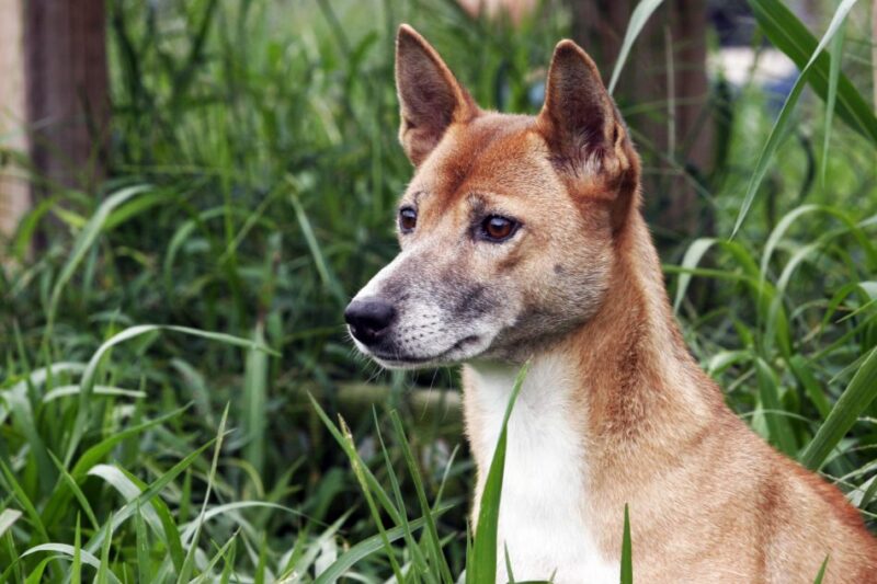 New Guinea Singing Dog