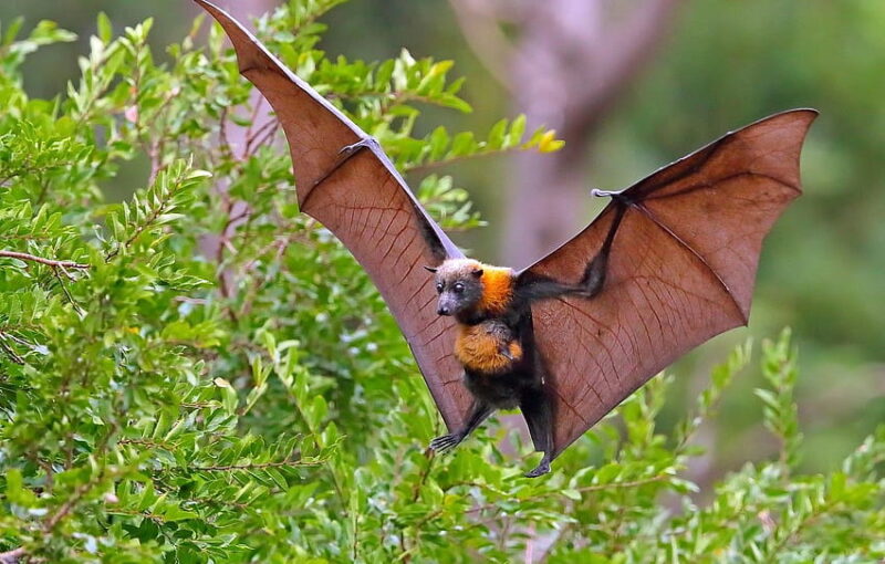 Nicobar Flying Fox