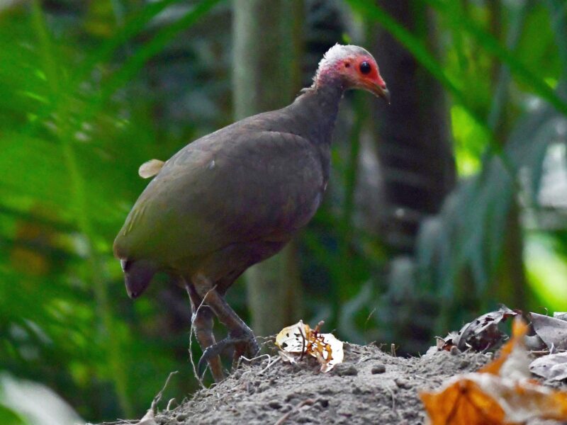 Nicobar Islands Megapode