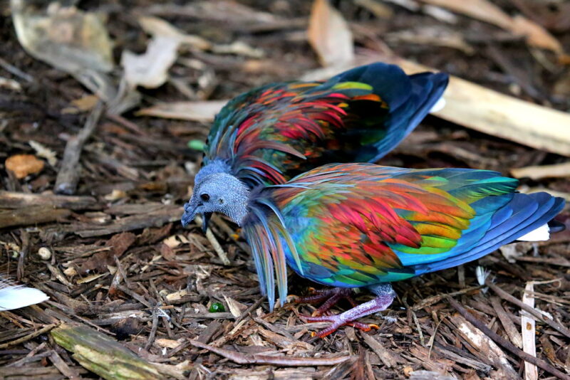 Nicobar Pigeon