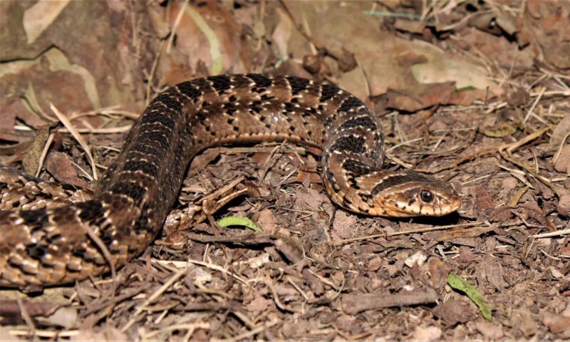 Night Adder