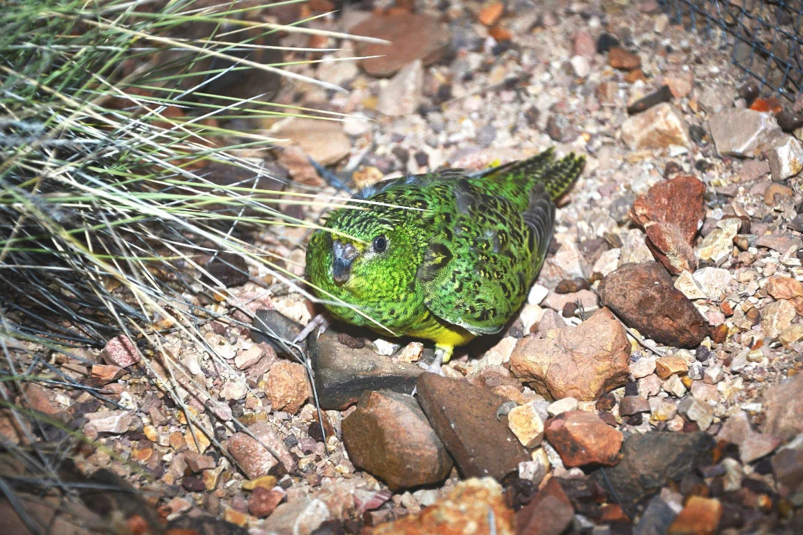 Night Parrot