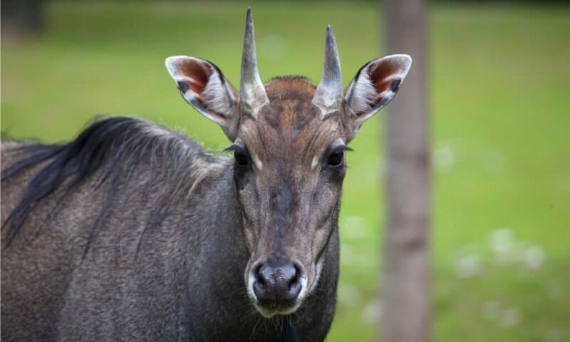 Nilgai