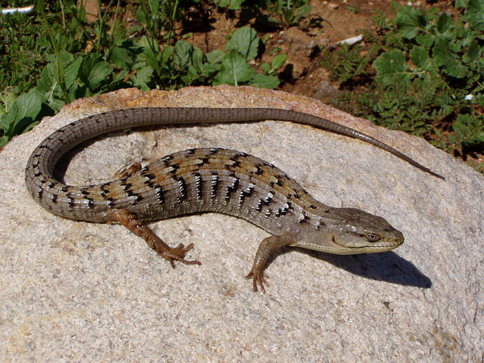 Northern Alligator Lizard