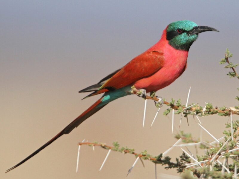 Northern Carmine Bee-Eater