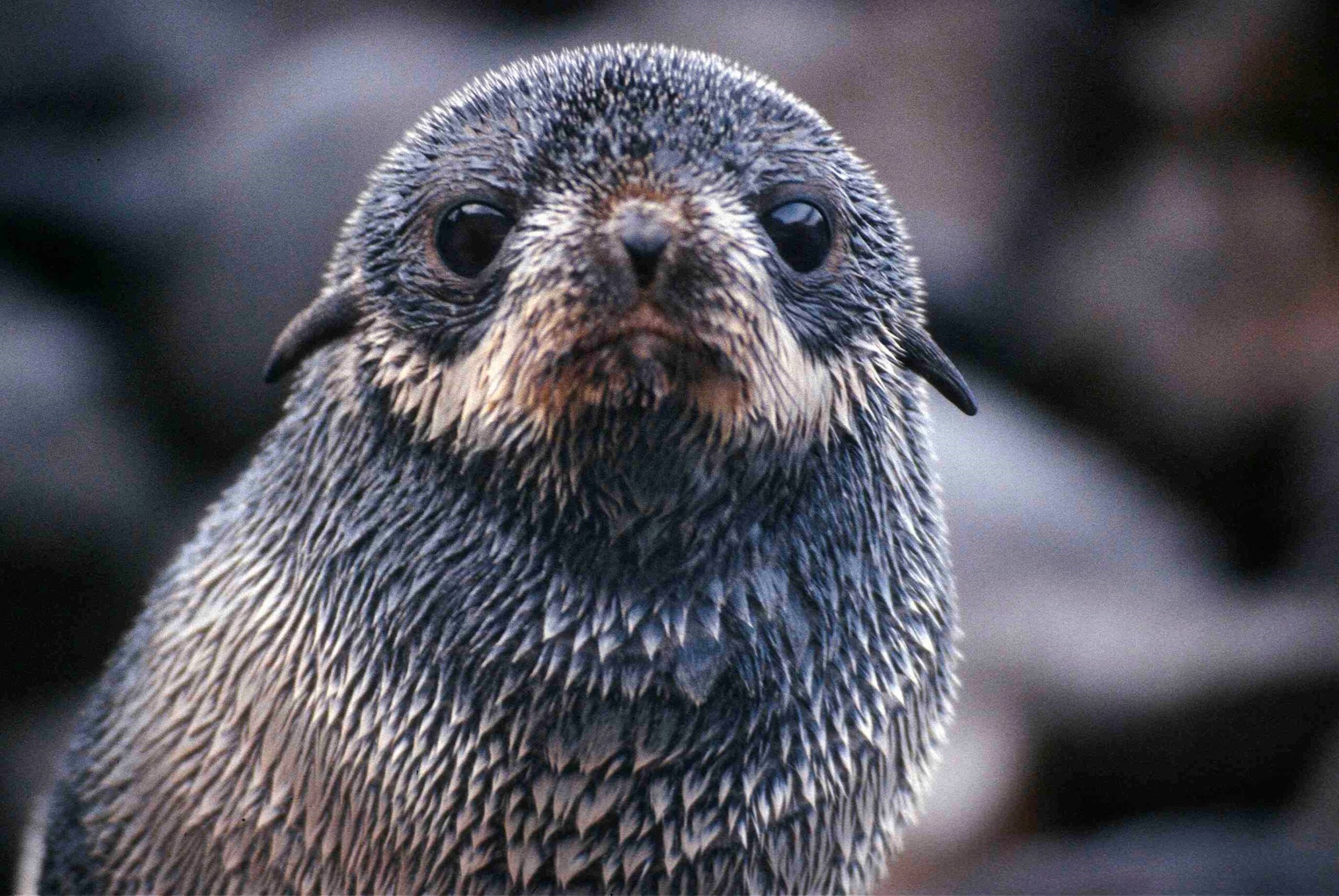 Northern Fur Seal