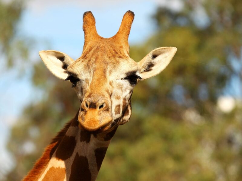 Northern Giraffe