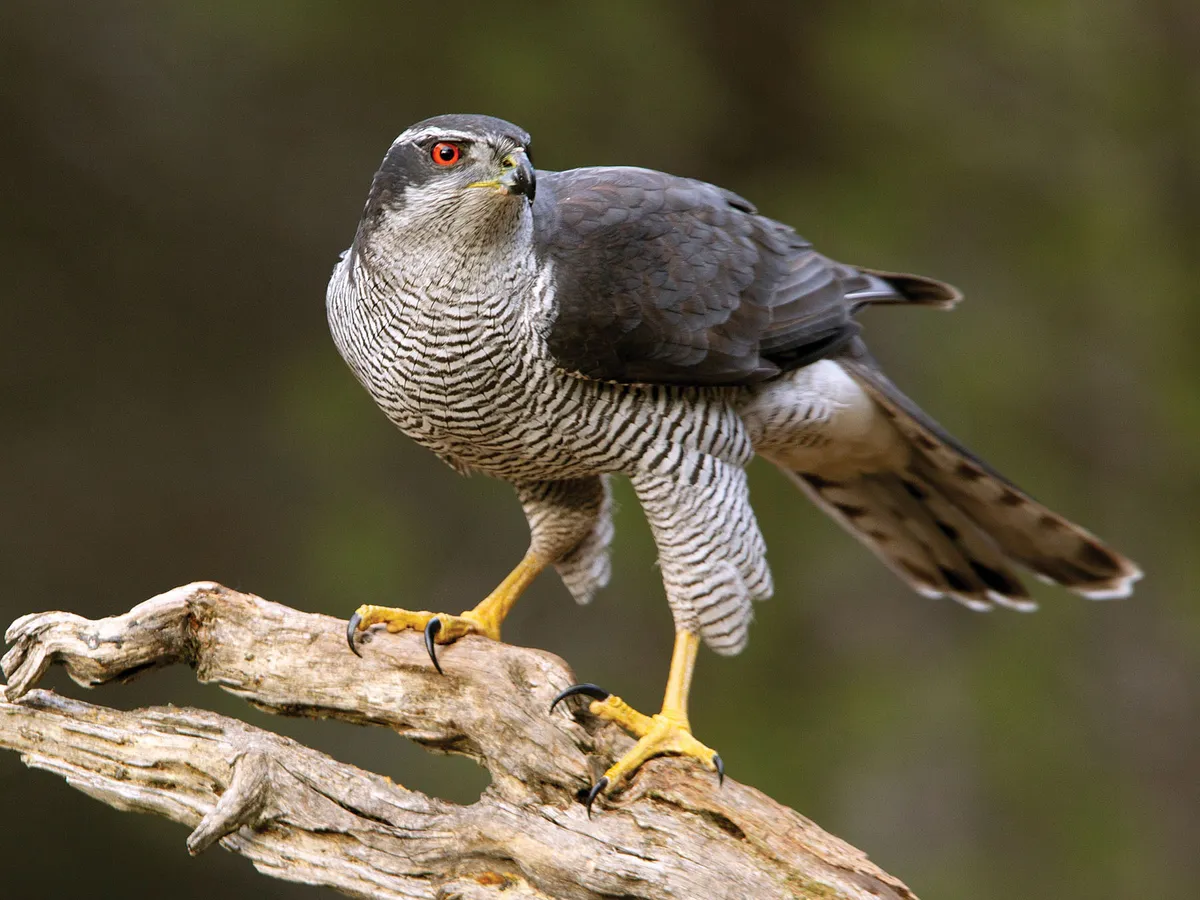 Northern Goshawk