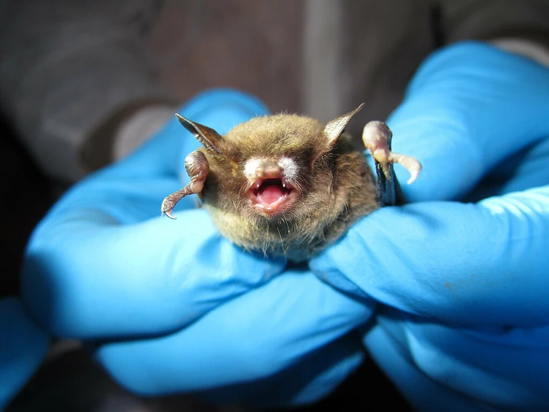 Northern Long-Eared Bat