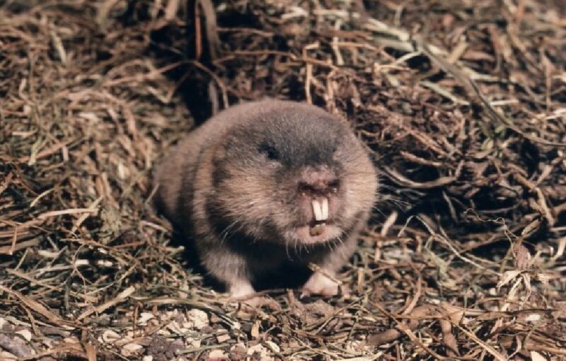 Northern Mole Vole