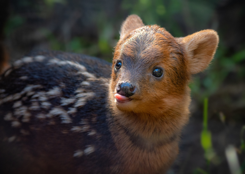 Northern Pudu