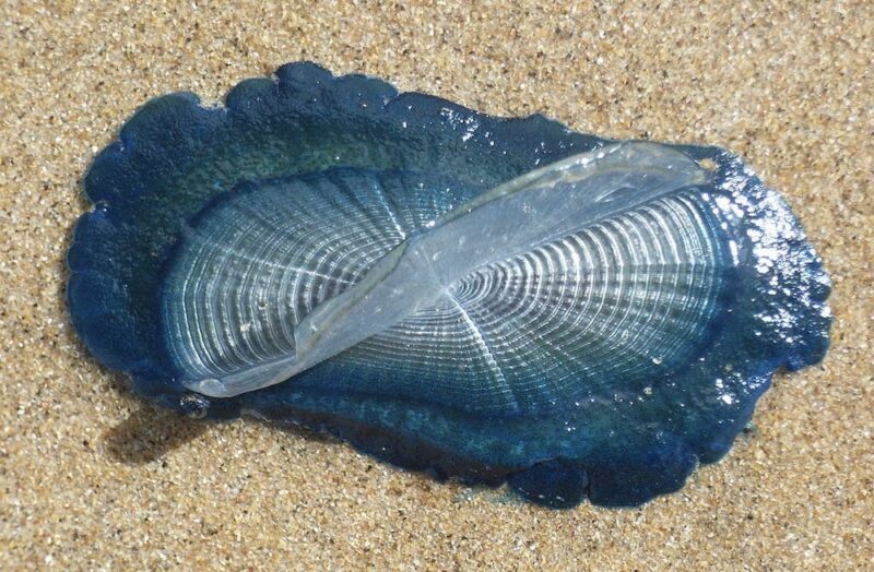 Northern Velella