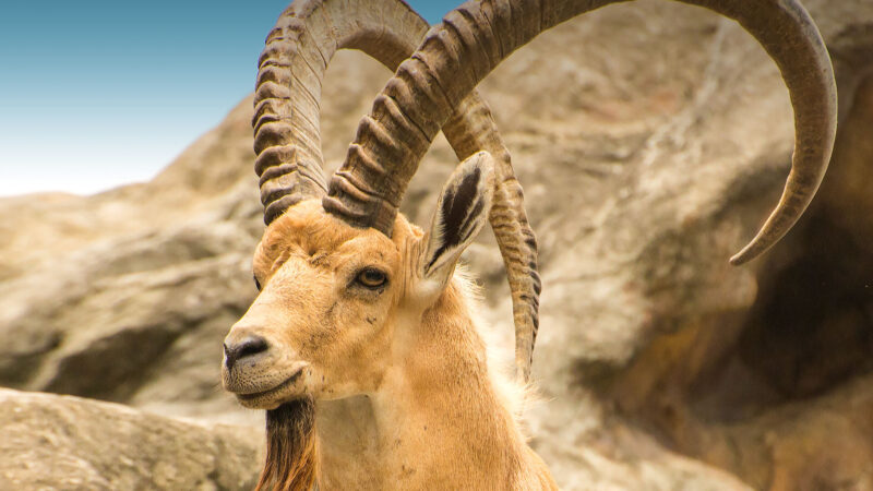 Nubian Ibex