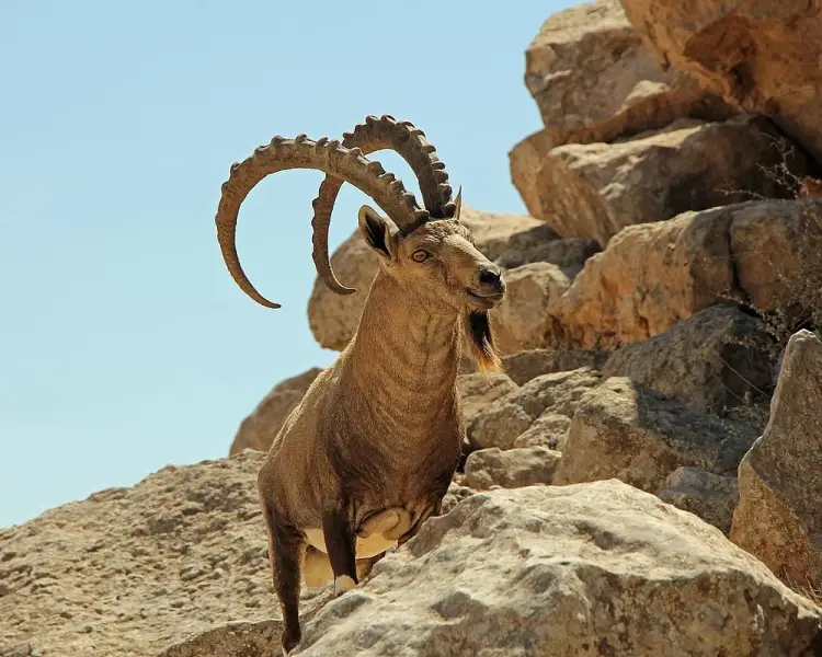 Nubian Ibex