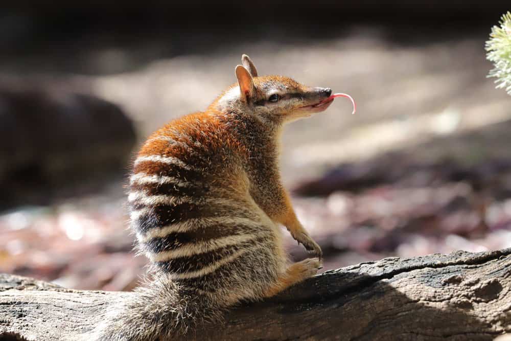 Numbat