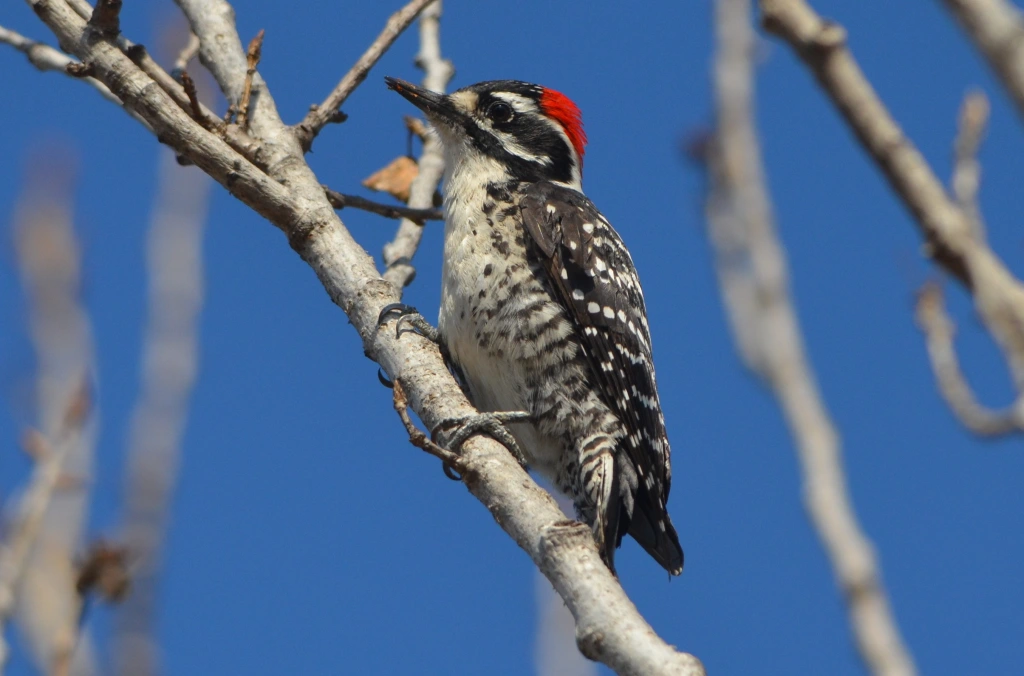 Nuttall's Woodpecker