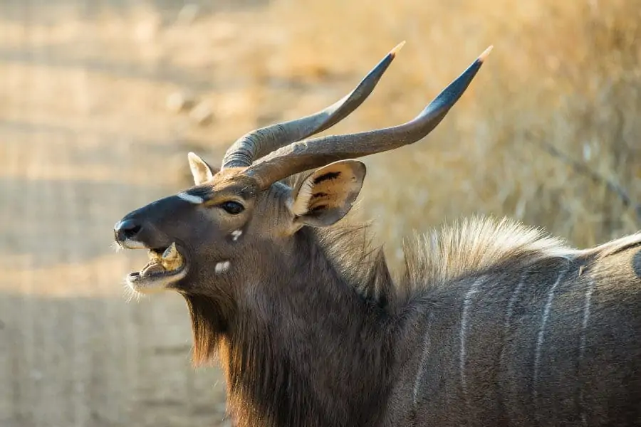 Nyala