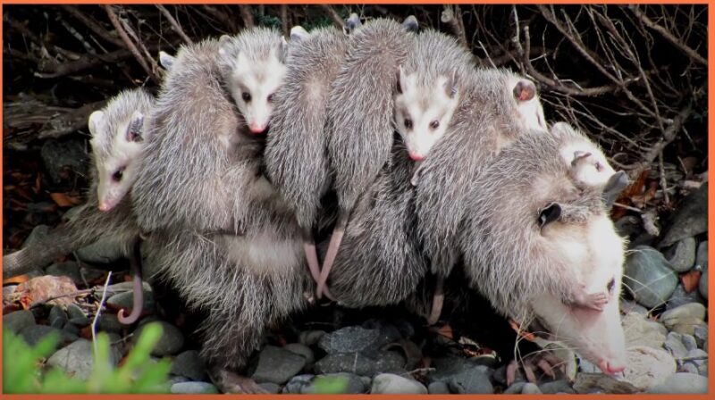 Opossums