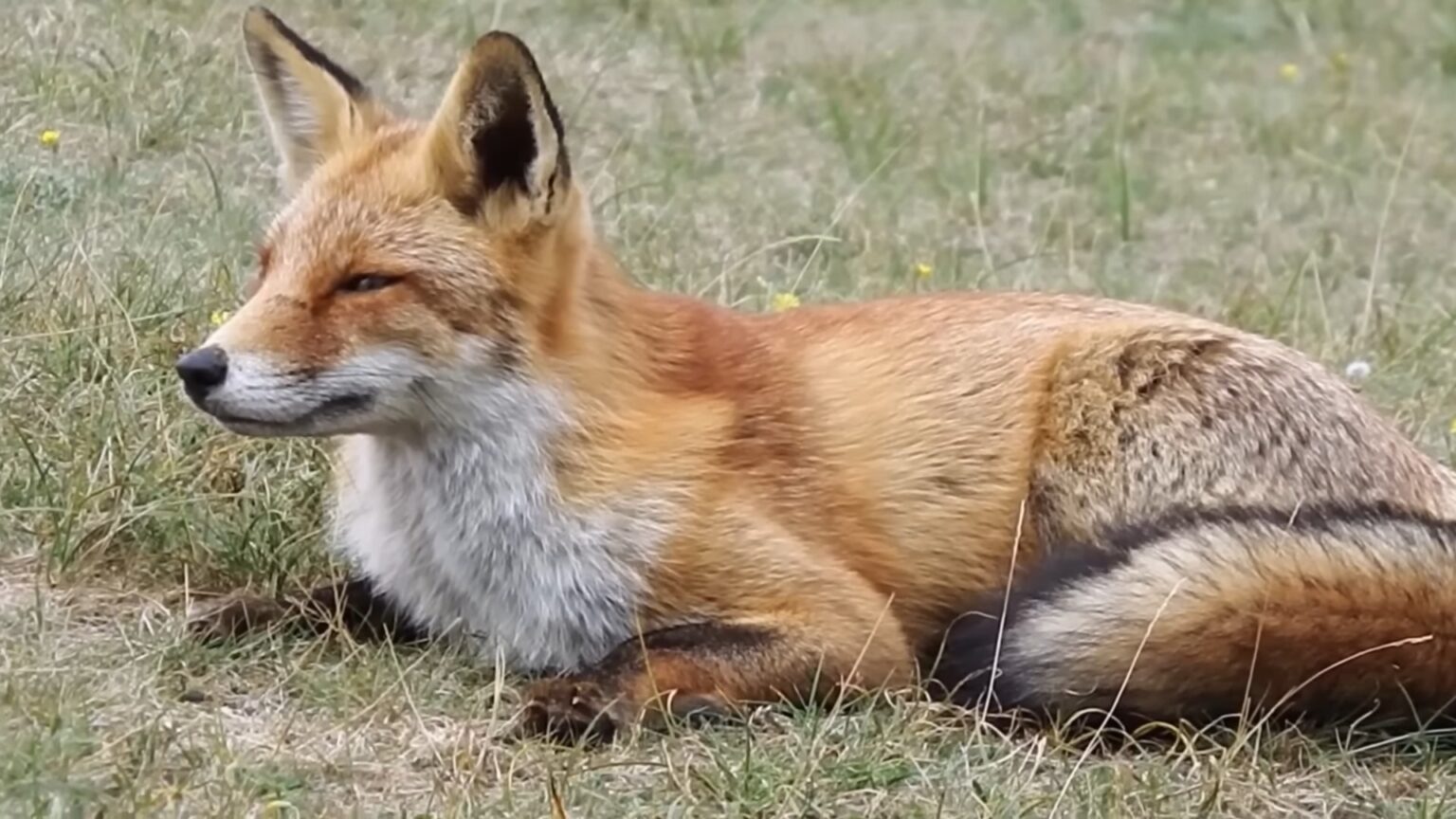 Why Do Foxes Scream at Night? Vocal Enigmas of the Night