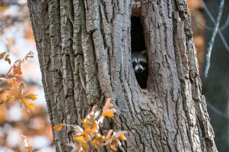 Raccoon Adaptations for Tree Dwelling - raccoon homes