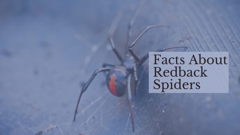 Redback Spider-Interesting Facts